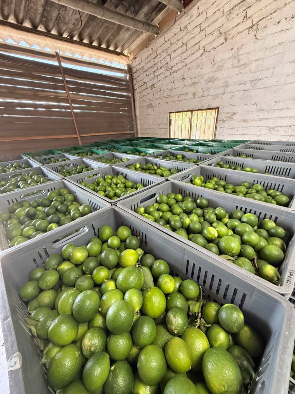 Cosecha de limones en la Hacienda La Playa