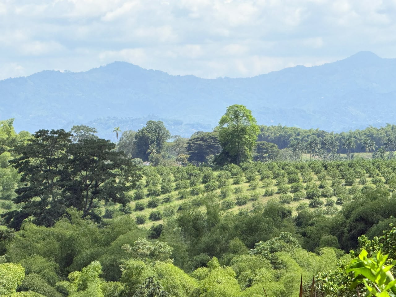 Cultivo de limones en la Hacienda La Playa, Alcalá